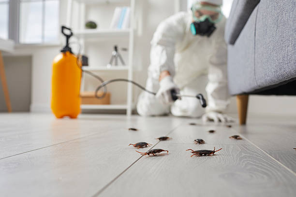 Trusted Termite Control service in Chesapeake, WV - Nex Pest Control